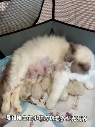 #产后母猫下奶罐头 #母猫罐头 #羊奶鸡丝罐头