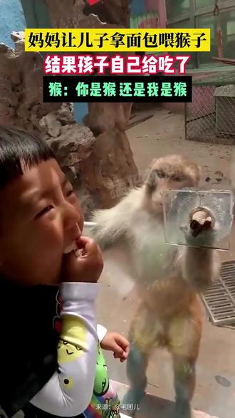 猴:到底谁是猴子 #萌宠出道计划