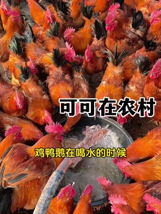 #养鸡人 #鸡鸭鹅养殖 #农村养鸡人