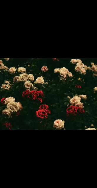 煮啵简直是天才!#vivo手机技巧 #旋焦拍花 #教程分享