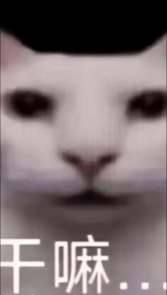 #手搓 #表情包 #梗图 #干嘛猫 励志手搓全天下表情包的第三十期