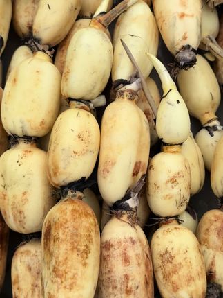 #优质农产品 #新鲜脆藕 #特色农产品 #绿色食品