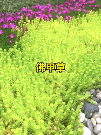#黄金佛甲草 耐热耐寒,皮实好养;可替代草坪;粘土就活;适合庭院也可以家庭盆栽~~ #花卉绿植 #别墅庭院植物 #绿植优选 #绿植