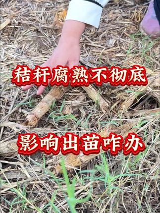玉米秸秆腐熟不彻底,影响出苗怎么办? #农业种植 #玉米种植#玉米秸秆#秸秆还田#分享农业知识帮农民增产增收