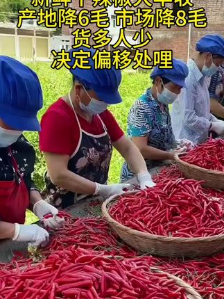 #辣椒 #干辣椒 #优质农产品 #无辣不欢 #支持三农扶持三农发展 @巨量千川