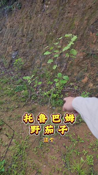 今天上山挖野茄子树 #野茄子 #托鲁巴姆 #农村生活