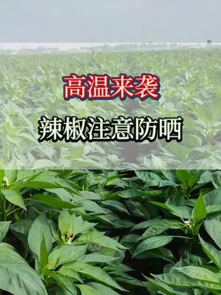 辣椒防晒防治日灼晒伤花皮#辣椒病害防治#辣椒种植#辣椒高产#种植小技巧#三农