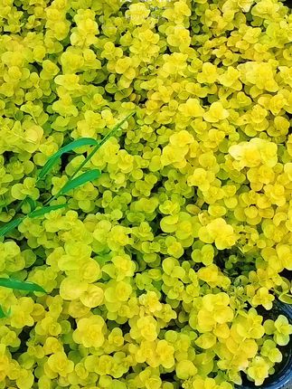 #园艺生活 #花卉基地 #绿植盆栽 #花卉绿植 #园林景观