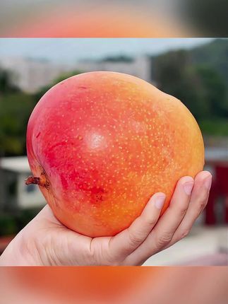 云南高山种植,正宗彩虹芒,也叫澳芒,果形圆润饱满,香甜多汁,无筋无丝#优质农产品  #新鲜采摘  #快来一起尝个鲜