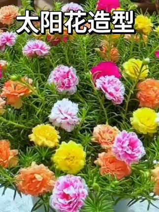 #爱生活爱养花#太阳花造型#太阳花棒棒糖
