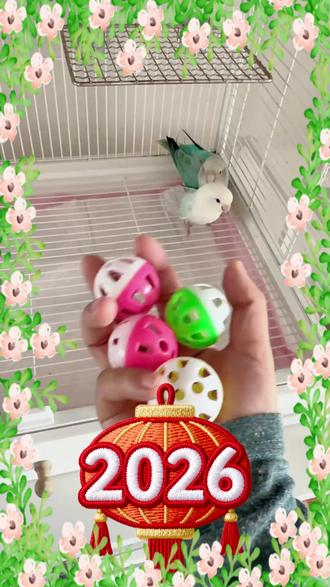 便宜好玩的铃铛球来啦#鹦鹉玩具 #鹦鹉解闷玩具 #鹦鹉铃铛球 #鹦鹉解压玩具