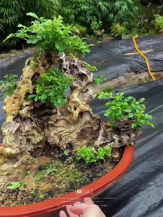 黄荆老桩#老桩盆景 #别墅庭院植物 #庭院植物 #花卉盆栽