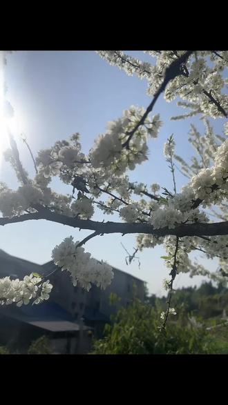 不要在问我干嘛,问就是在挖折耳根#野生折耳根