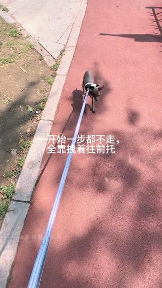 不会用牵引绳的狗狗,一定带去户外练习,七仔几分钟时间学会了用牵引绳#奥利奥和鹿米#狗狗牵引绳 #小鹿犬的日常 #萌宠出道计划 #养狗的乐趣