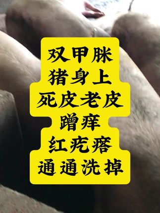 #养殖场 #养猪人 #自繁自养 #母猪养殖技术 #三农养殖