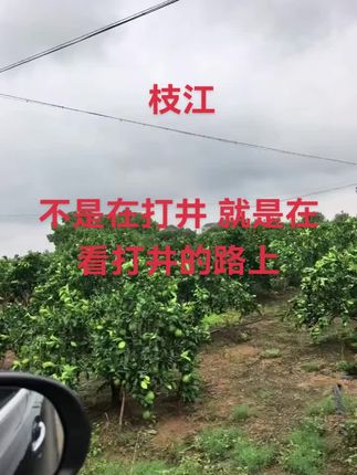 #新农人计划 #柑橘种植 #果园实拍 #生态农业