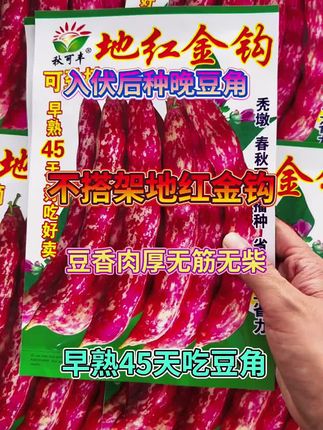 不搭架地红金钩#强烈推荐 #豆角种子
