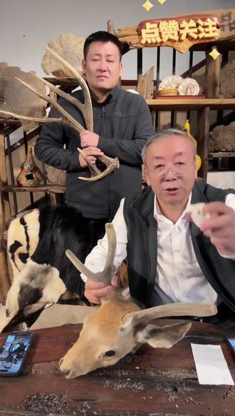 鹿角帽粉使用办法 老把头教你怎么用 怎么吃 #老把头和老解