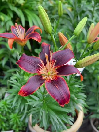 永远的苏珊百合#百合花#进口百合种球#百合种球