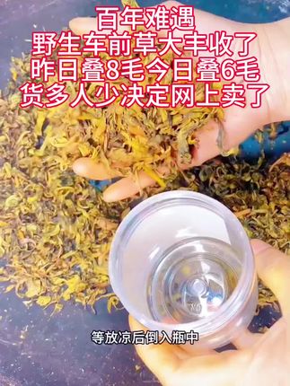 #车前草#车前草煮鸡蛋 #车前草凉茶 #价格实惠质量好