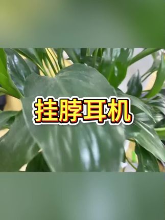 #蓝牙耳机 #挂脖式耳机 #耳机