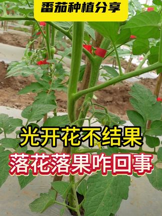 光开花不结果,落花落果咋回事 #三农 #番茄种植 #花肥花 #农业种植 #西红柿种植