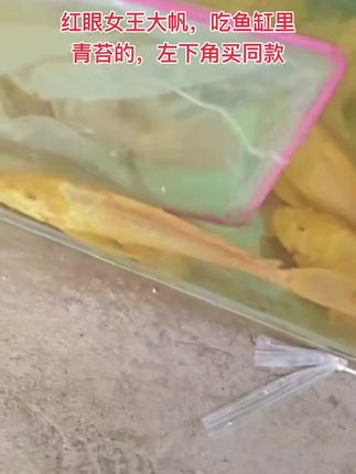 红眼女王大帆,吃鱼缸里长出来的青苔的,左下角买同款#清道夫 #观赏鱼 #鱼缸除藻