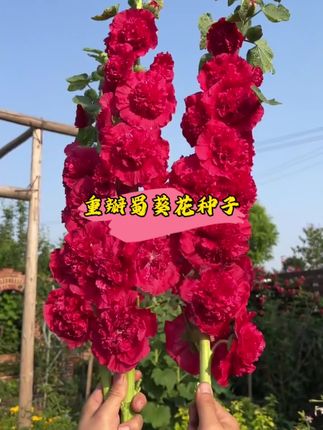 正是种植#蜀葵 的好时候,花量大花期长#阳台花盆小院均可种植