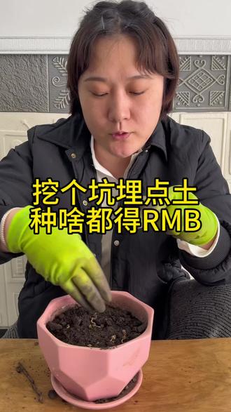 买人参种子看到芽的才是好种子!#种植小技巧 #盆栽会带来好运哦 #种子发芽