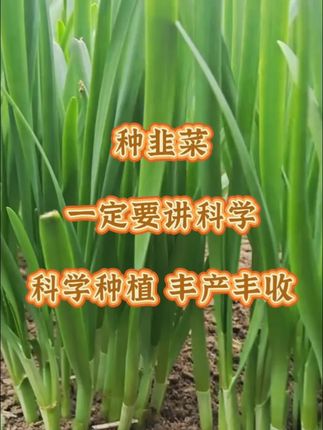 种韭菜,一定要讲科学,科学种植丰产丰收。#韭菜 #韭菜种植 #韭菜种植方法 #种韭菜 #农业种植