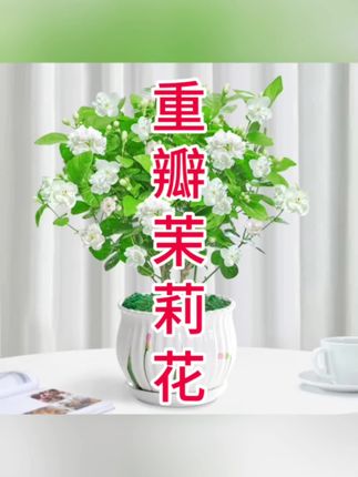 重瓣芳香茉莉花夏季开花芳香花卉植物室内花阳台四季美观老桩树苗#养花人 #家庭养花 #爱生活爱养花 #茉莉花