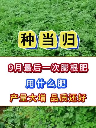 当归9月份最后一遍膨根肥#药材种植 #当归种植 #当归种植技术 #中药材种植
