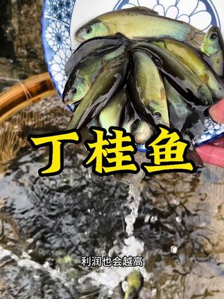 #丁桂鱼苗 #三农 #鱼苗批发 #特种水产养殖 #三农