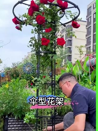 想养爬藤植物,家里又没有足够的空间做花墙?今天给大家推荐一个占地儿小、能爬藤的伞形花架#花卉绿植#三农