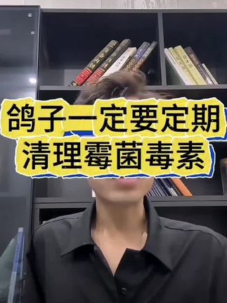 养鸽子一定要定期清理霉菌毒素#信鸽赛鸽#养鸽人#种鸽#职业赛鸽#新疆翻翻鸽