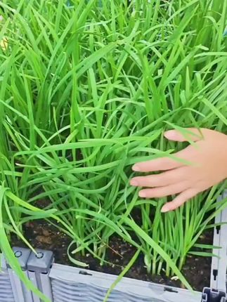 又到了栽种植韭菜的季节#韭菜种植#韭菜#在家种菜