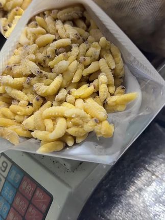 精品树蜂一二级蜂蛹,一袋一斤装。#屏山虎头蜂店