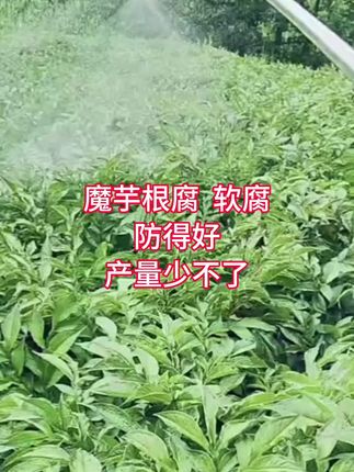 魔芋根腐 ,软腐,防得好,产量少不了#魔芋种植 #魔芋病害防治 #根腐 #软腐病 #三农