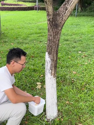 降温之后,给家里的果树涂白,减少昼夜温差导致的树皮开裂,防治病虫害产卵腐蚀