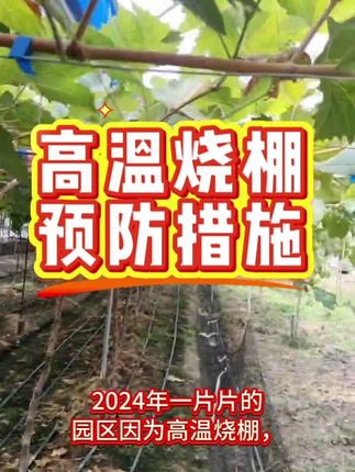 #三农#葡萄#高温烧棚 #葡萄