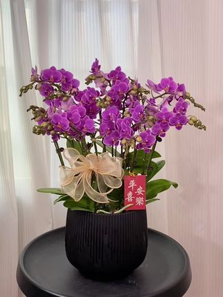 紫罗兰蝴蝶兰 新品种 花量很多喔 #新品 #花量多 #蝴蝶兰