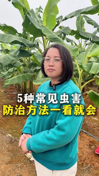 5种常见虫害,防治方法一看就会#香蕉#种植小技巧 #三农#分享农业知识帮农民增产增收 #增产增收才是硬道理