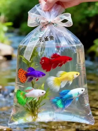 漂亮孔雀鱼 水族箱宠儿孔雀鱼!灵动如小舞者,尾鳍艳得晃眼,温和不挑伴,新手老手都能养,几条就让鱼缸满是生机~(图片仅供参考,请以实物为准)#孔雀鱼#观赏鱼养殖#观赏鱼推荐#鱼缸里的大自然#养鱼日记