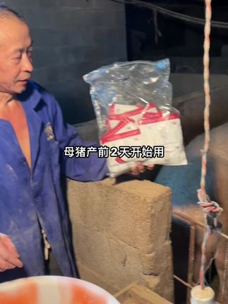 自繁自养养母猪提前拌上,圈舍小猪干净很多,操心少#养猪人 #养猪人不容易 #自繁自养 #养猪人加油干
