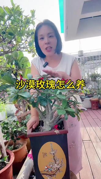 沙漠玫瑰 沙漠玫瑰这样养,每年开花特别多。#沙漠玫瑰 #养花小知识