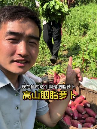 产自陕西岚皋城关镇东风村的高山胭脂萝卜, 适合腌制酸萝卜#优质农产品 #抖音助农