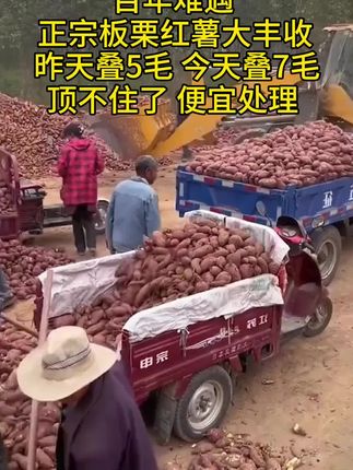 陕西板栗红薯,无茎无丝,干面甜好好吃,有板栗的清香 #板栗红薯#快来一起尝个鲜 #新鲜采摘#农产品 #软糯香甜