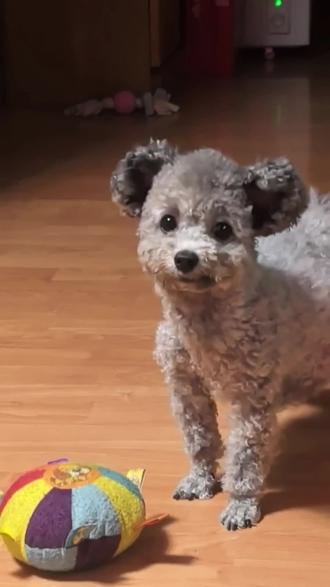 铁锤生小宝宝啦#泰迪宝宝 #泰迪的智商 #灰泰迪