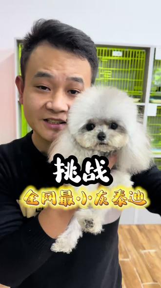 有没有比它还小的呀 #泰迪 #灰泰迪 #茶杯泰迪