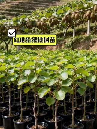 嫁接红心猕猴桃树苗#果树种植 #果树种植技术 #果树种植基地 #果园种植 #心系三农服务三农